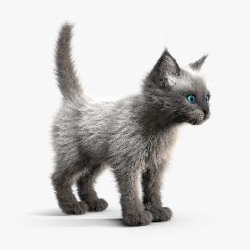 Kitten White